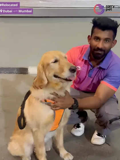 A member of my team shares a quiet moment with Mylo after his journey from Dubai to Mumbai. Every pet I handle is treated with the care and affection I would give my own, ensuring they feel secure from pickup to handover.