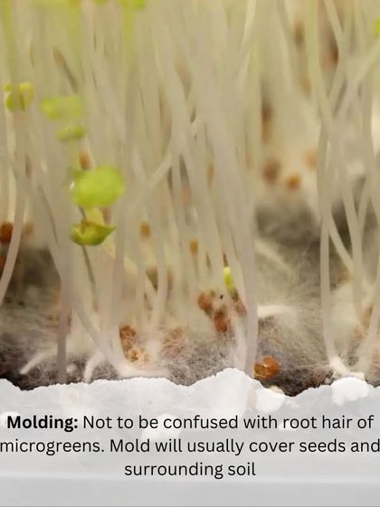 Microgreens: Health in 7 Days photo 9