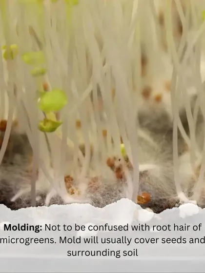 Molding on your microgreens can be frustrating. It's often caused by too much moisture and can be identified by how it covers the seeds and surrounding soil.