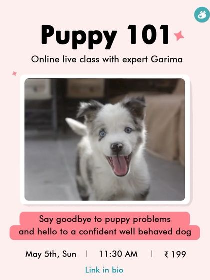 Garima Tomar - Dog Training & Behavior Consultation Puppy Foundations: Start Them Right photo 11