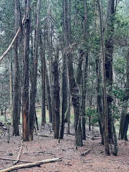 Lost in the dense pine forests of Kodaikanal. My trips are designed to let you immerse yourself in the quiet beauty of nature.