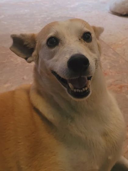 A smiling Indie dog. Their smiles are the most genuine.
