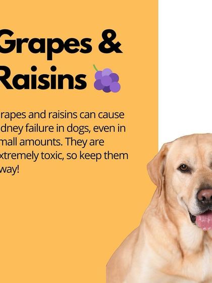 Oh My Dawg - Pet Supplies Nutrition: Food, Treats & Recipes photo 18