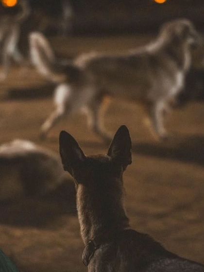 A dog's perspective, watching the rest of the pack play from a distance in the softly lit evening yard.
