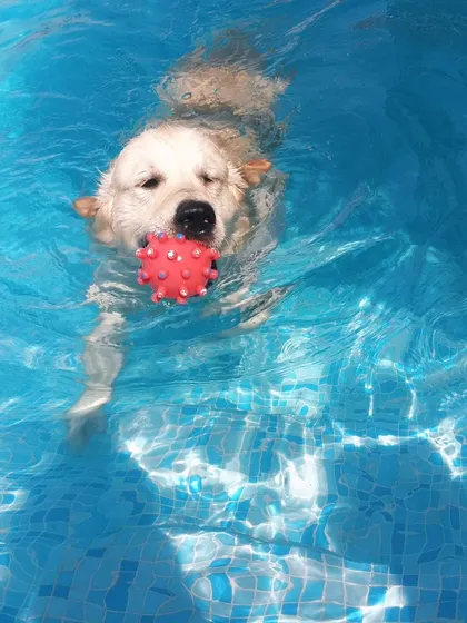 This happy swimmer has found their favorite toy. Our pool is always stocked with balls, frisbees, and other fun toys to keep the pups engaged and active in the water.