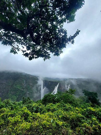 A beautiful view of Jog Falls framed by lush green trees, showcasing the beauty of the Malenadu region during the monsoon.