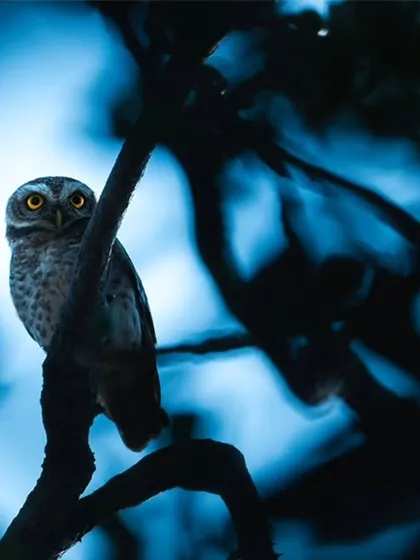 A Spotted Owlet stares with its bright, captivating eyes from a branch, silhouetted against the deep blue of the twilight sky. A truly haunting and beautiful urban wildlife encounter.
