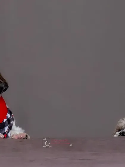 A teaser shot of two Shih Tzus peeking over a surface. The studio setup creates a fun sense of anticipation and highlights their cute expressions.