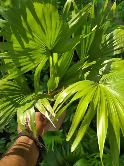 A healthy Table Palm, perfect for adding a tropical feel to your indoor or outdoor space. I have many sizes available.