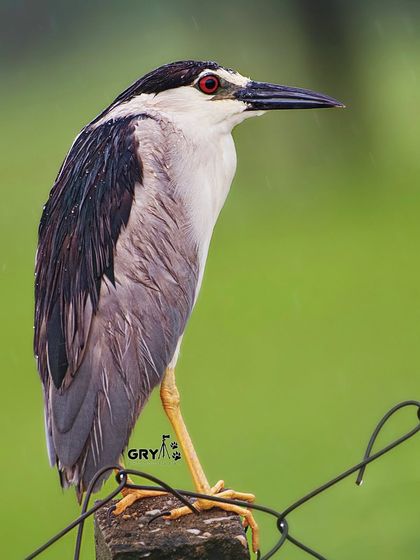 A Black-crowned Night Heron endures a rain shower. My work continues in all weather conditions, which often leads to unique and atmospheric photographs like this one.
