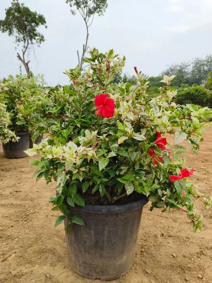 Another shot of the stunning Hibiscus Tricolour. The contrast between the colourful leaves and the red flowers makes it a standout plant.