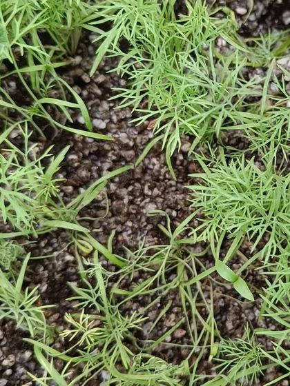 More views of our herb garden, including dill and coriander, growing densely in the pods.