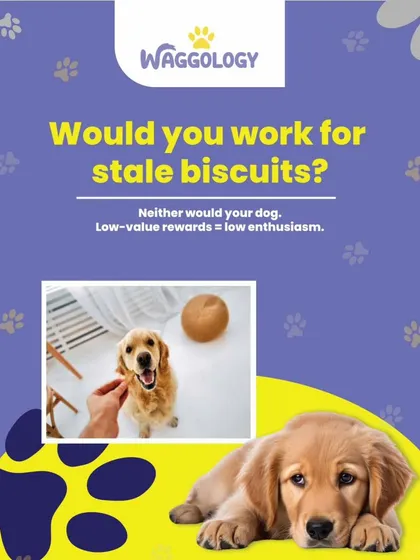 Would you work for stale biscuits? Your dog wouldn't either. This graphic uses a simple analogy to explain that low-value rewards lead to low enthusiasm. Motivation is a key part of successful, positive training.