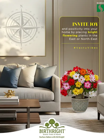 According to Vastu, placing bright, flowering plants in the East or North-East of your home invites joy and positivity. We can help you choose the perfect plant, like this colorful Adenium, to align your space with principles of harmony and well-being.