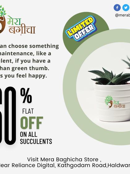 Easy-Care Indoor Plants photo 3