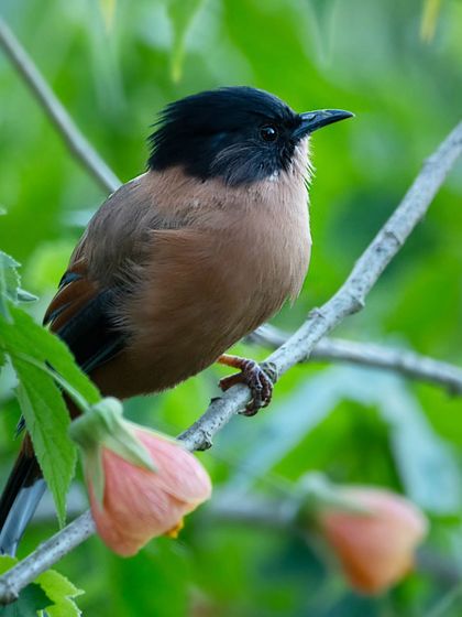 Himalayan Expeditions: Birds & Snow Leopards photo 42