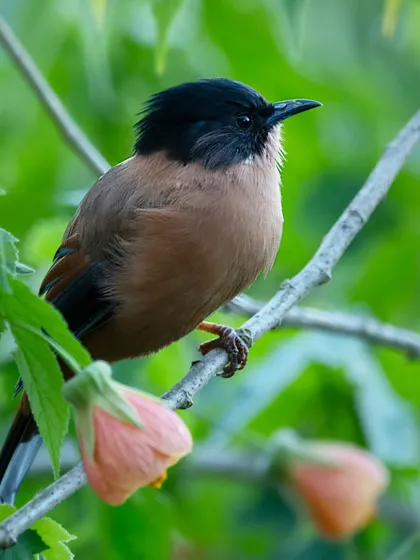 A Rufous Sibia perched near flowers in the lush greenery of our Kafal House property in Pangot. This highlights the rich biodiversity you can experience without even leaving the lodge.