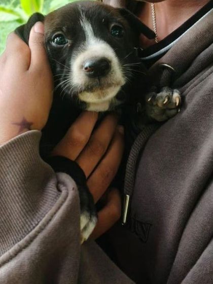 Look at this adorable black and white Indie puppy being held. This little one is part of a litter of "squishes" who need loving homes.