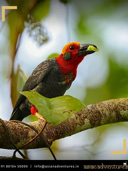 The Bornean Fireback, a stunning pheasant with a fiery red head, forages on the forest floor. Our expert birding guides in Borneo will help you find such spectacular and often secretive species.