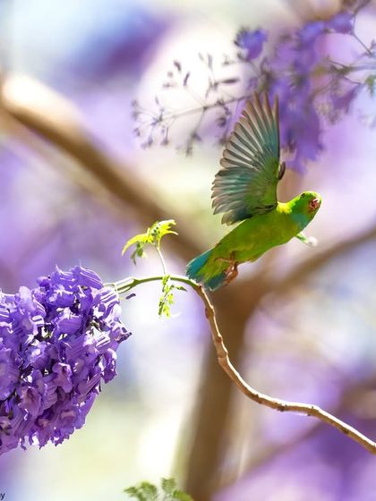 A Vernal Hanging Parrot takes flight from a Jacaranda blossom, a moment of action and color.