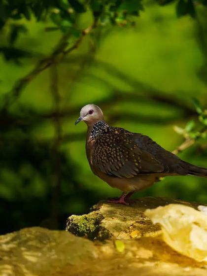 A Spotted Dove stands on a rock, its intricately patterned neck and gentle expression captured perfectly. The lush green background makes the bird stand out.
