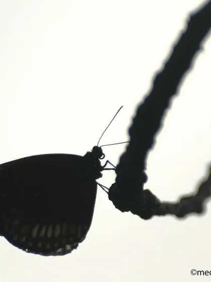 Photography for me is not just about documenting, it's about creating art. I love playing with light and shadow to tell a different kind of story. This butterfly silhouette against the bright sky creates a simple, elegant, and mysterious mood that I just find magical.
