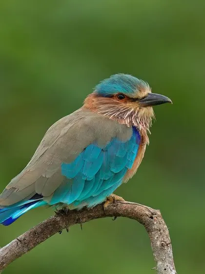 A portrait of an Indian Roller, its feathers ruffled by a gentle breeze, showcasing the beautiful mix of blue and brown.