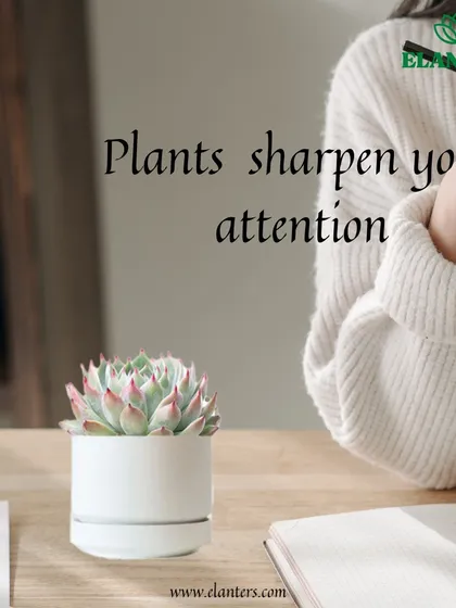Reason 3: Plants sharpen your attention. The simple act of caring for a plant can be a mindful practice that improves concentration.