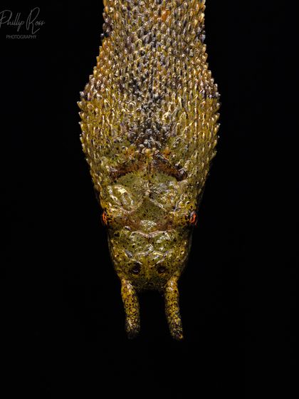 The bizarre and unique Tentacled Snake from Thailand. It's the only snake with mechanosensory tentacles on its snout, which it uses to hunt fish in murky water.