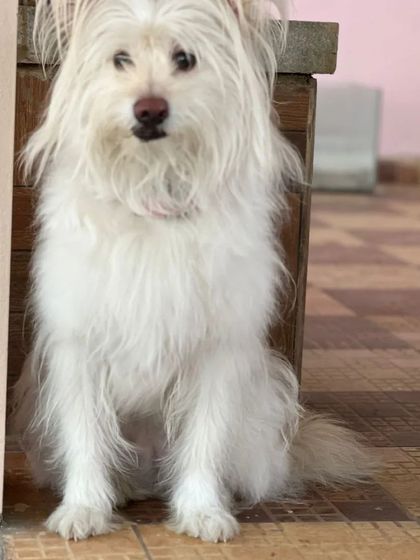 Snugglys Paw House - Pet Daycare The Paw House: Cozy Indoor Comforts photo 18