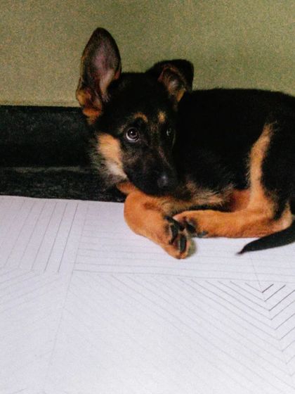 This was my Theo when he first came home. I remember every detail, including his one floppy ear. My own journey with him from this tiny pup to the big boy he is today informs every part of my training approach.