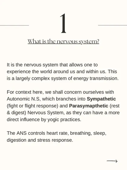 An introduction to the nervous system. Understanding the difference between the sympathetic (fight or flight) and parasympathetic (rest and digest) systems is key to using yoga for balance.