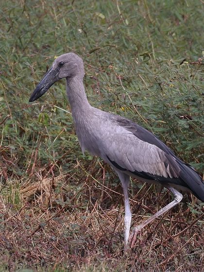 Waders, Ducks & Waterbirds photo 20