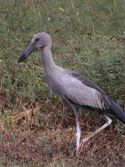 Another view of a juvenile Asian Openbill in Singapore. It's fascinating to observe the subtle differences between the young birds and the fully mature adults of the species.
