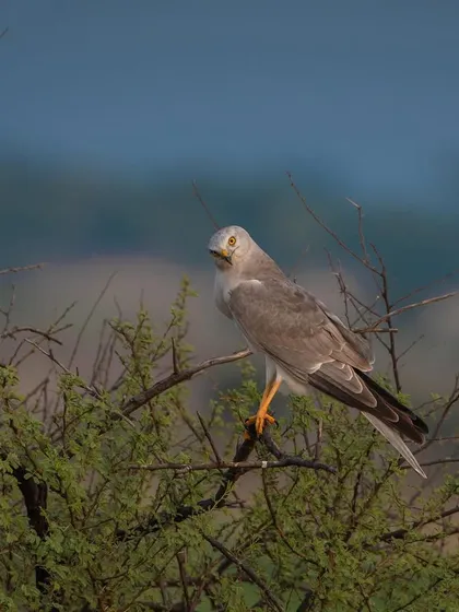 A male Pallid Harrier, with its distinct grey plumage and yellow eyes, perched on a thorny bush, scanning the grasslands for prey.