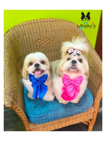 Furrybells Pet Grooming - Pet Grooming (Dogs & Cats) Creative Coloring & Styling photo 8
