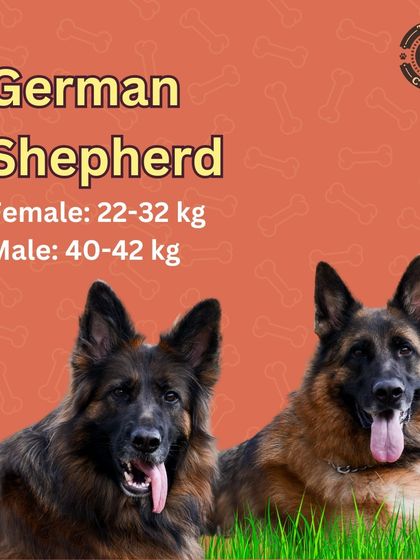 Ideal weight range for a German Shepherd. According to breed standards, a female should be between 22-32 kg, and a male should be between 40-42 kg.
