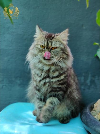 The Cat House - Cat Boarding Our Happy Guests: A Portrait Gallery photo 5