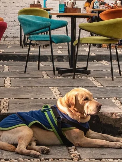 Our life would be 'ruff' without our best boy, Bunny. Here he is, relaxing at the cafe, being the calm and gentle soul that he is.