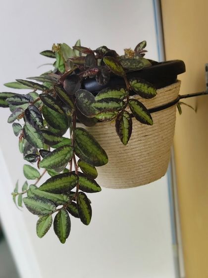 This Pellionia Pulchra, or Watermelon Begonia, looks fantastic in its new upcycled pot. The dark, patterned leaves are a perfect match for the rustic, natural look of the jute.