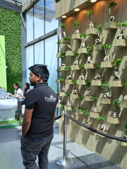 A member of the Plantwale team stands proudly before the completed bonsai wall installation. This unique feature wall has become a popular photo spot, showcasing the artistic potential of plantscaping.