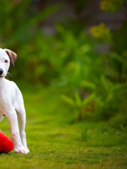 A moment of pause during playtime. This puppy, with his favorite red toy nearby, looks curiously at the camera, showing that even in action, there are moments of sweet connection.