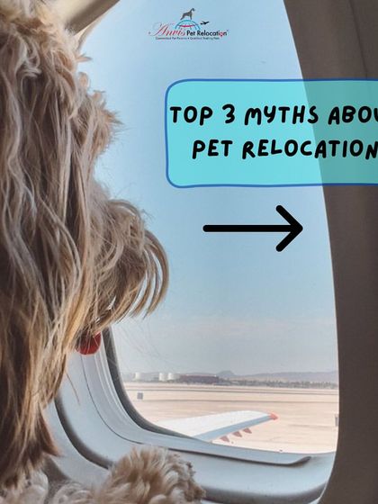 Anvis - Pet Relocation Preparing for Travel: Health, Safety & Documentation photo 23