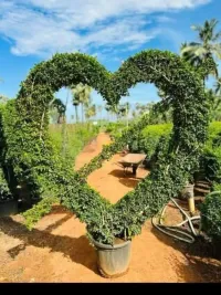 Custom Topiary Art