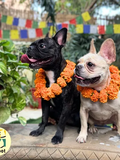 A close-up of our festive Frenchies. Their happy expressions show how much they enjoyed the special attention during the Kukur Tihar celebration.