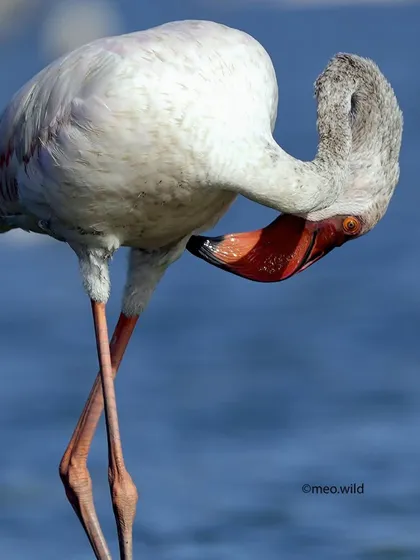 I love capturing the quirky personalities of birds. This flamingo seemed to be hiding from my camera, giving me a shy pose that was just too cute not to photograph.