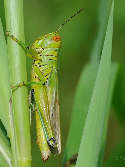 This grasshopper clings to a thick stalk, its green body a perfect match for the vegetation. They are a vital part of the ecosystem, a link in the great food chain.