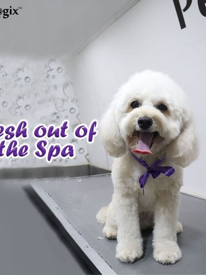 Fresh out of the spa. This little dog is looking bright, happy, and incredibly fluffy after their grooming session.