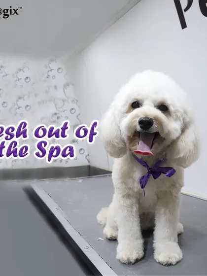 Fresh out of the spa. This little dog is looking bright, happy, and incredibly fluffy after their grooming session.