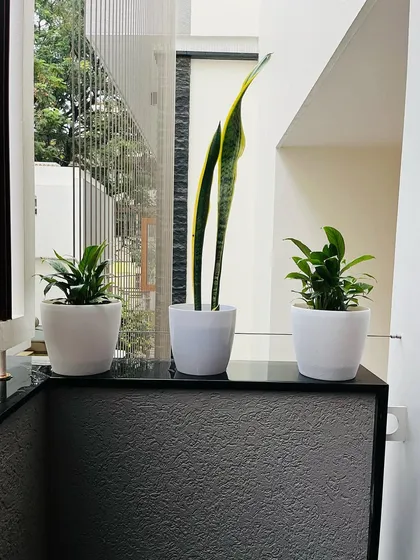 A simple and aesthetic arrangement for a countertop. We placed a tall Snake Plant between two smaller Peace Lilies in matching white pots, creating a balanced and visually pleasing composition.